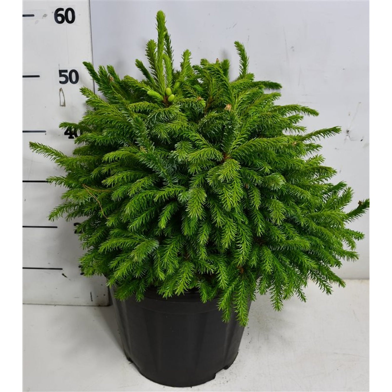 Serbgran – Picea omorika 'Nana' - C13 35-40 cm.